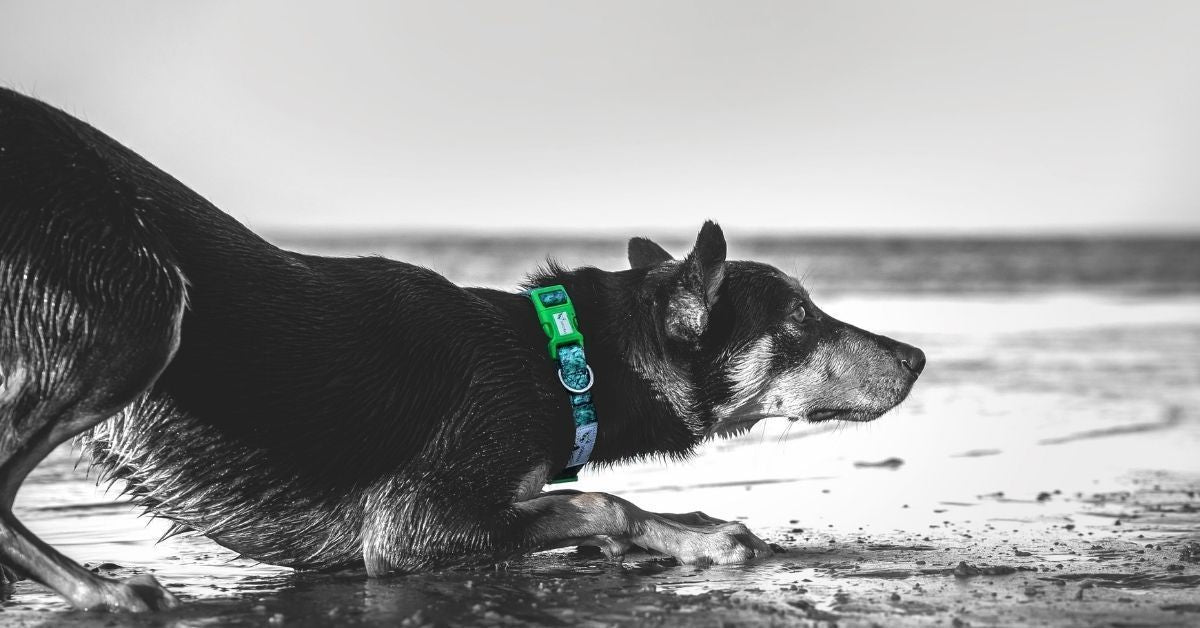 Doggy Eco sustainable dog products and active dog gear