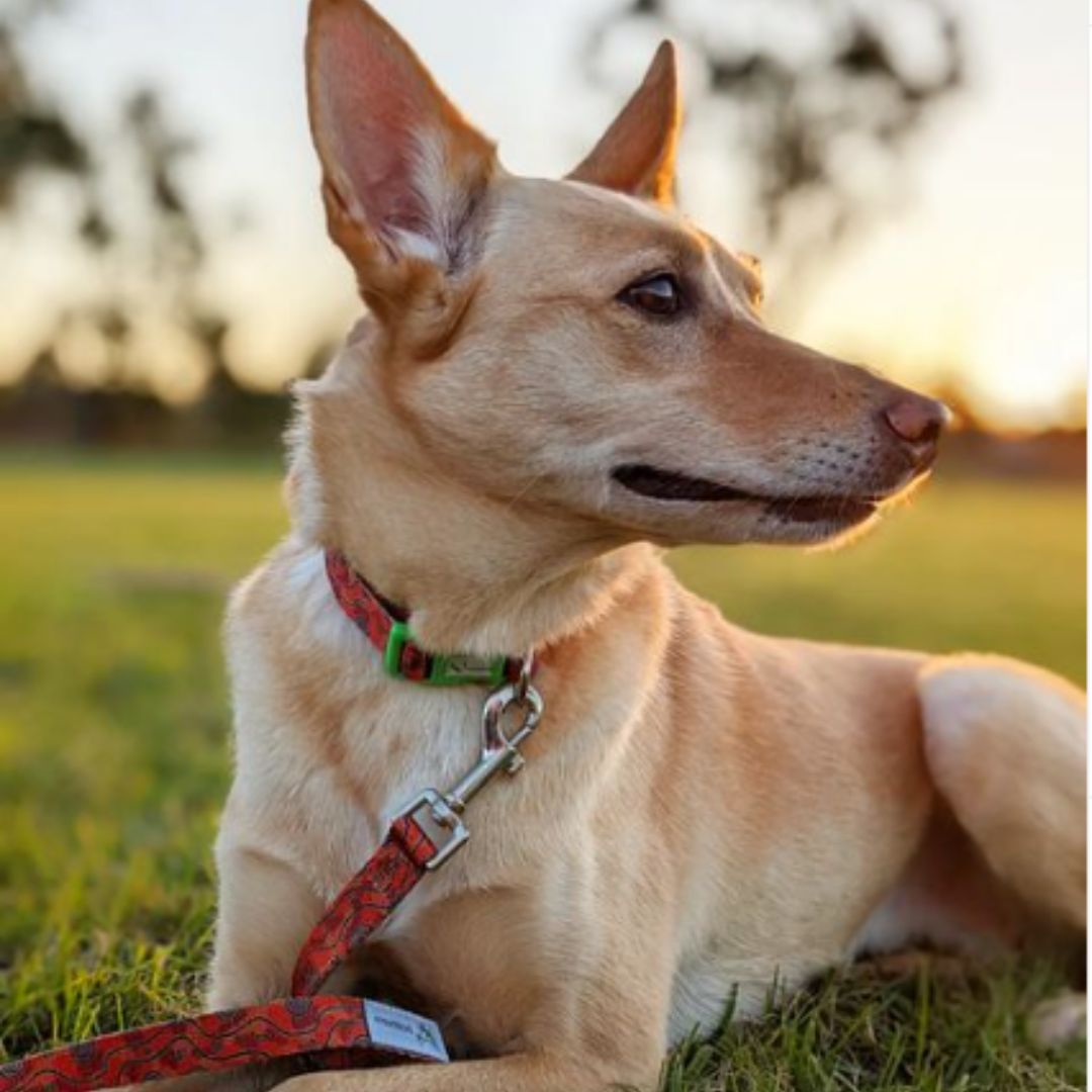 Eco Friendly Dog Collar "Outback" Made from Recycled Plastic