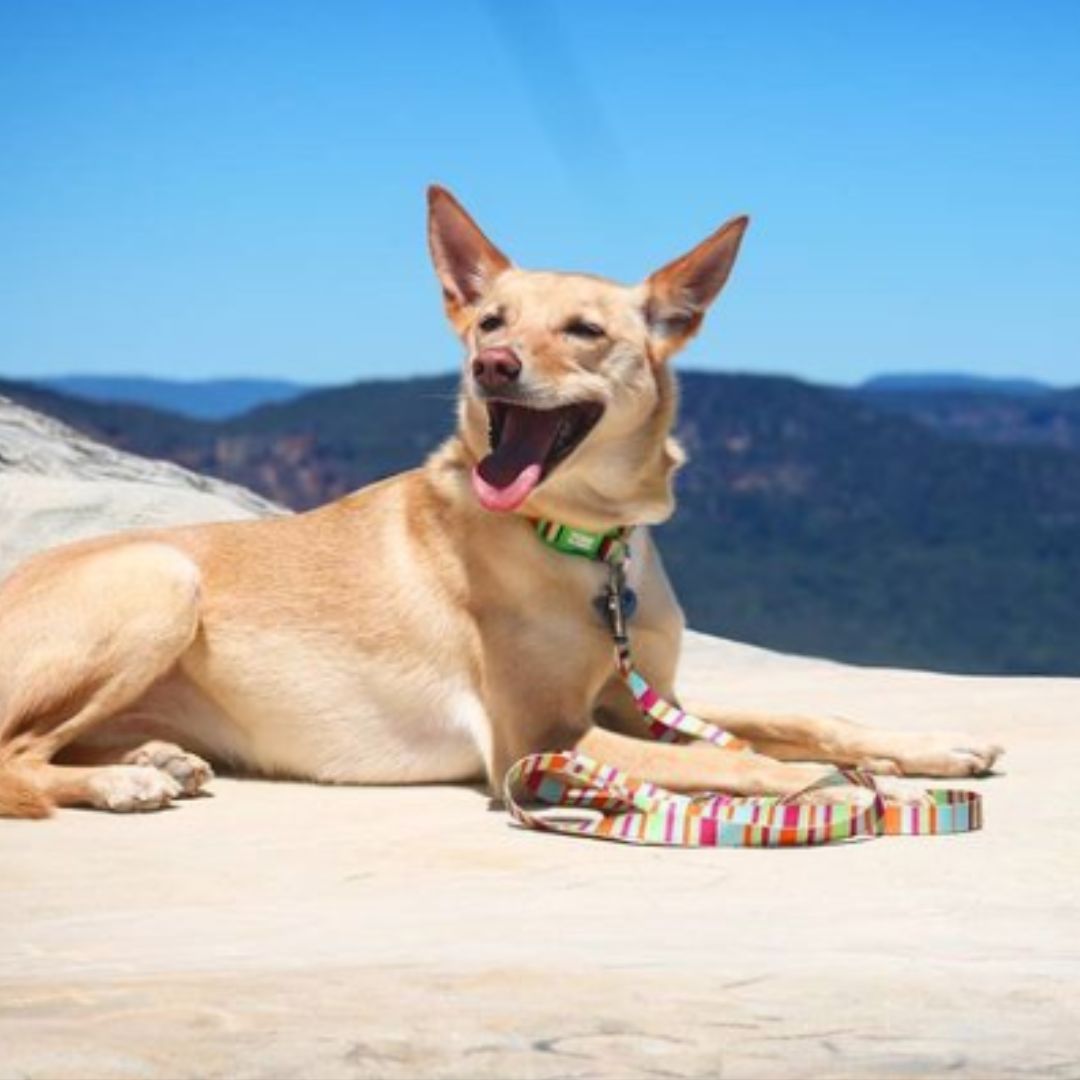 Eco Friendly Dog Collar ”Soda” Made from Recycled Plastic