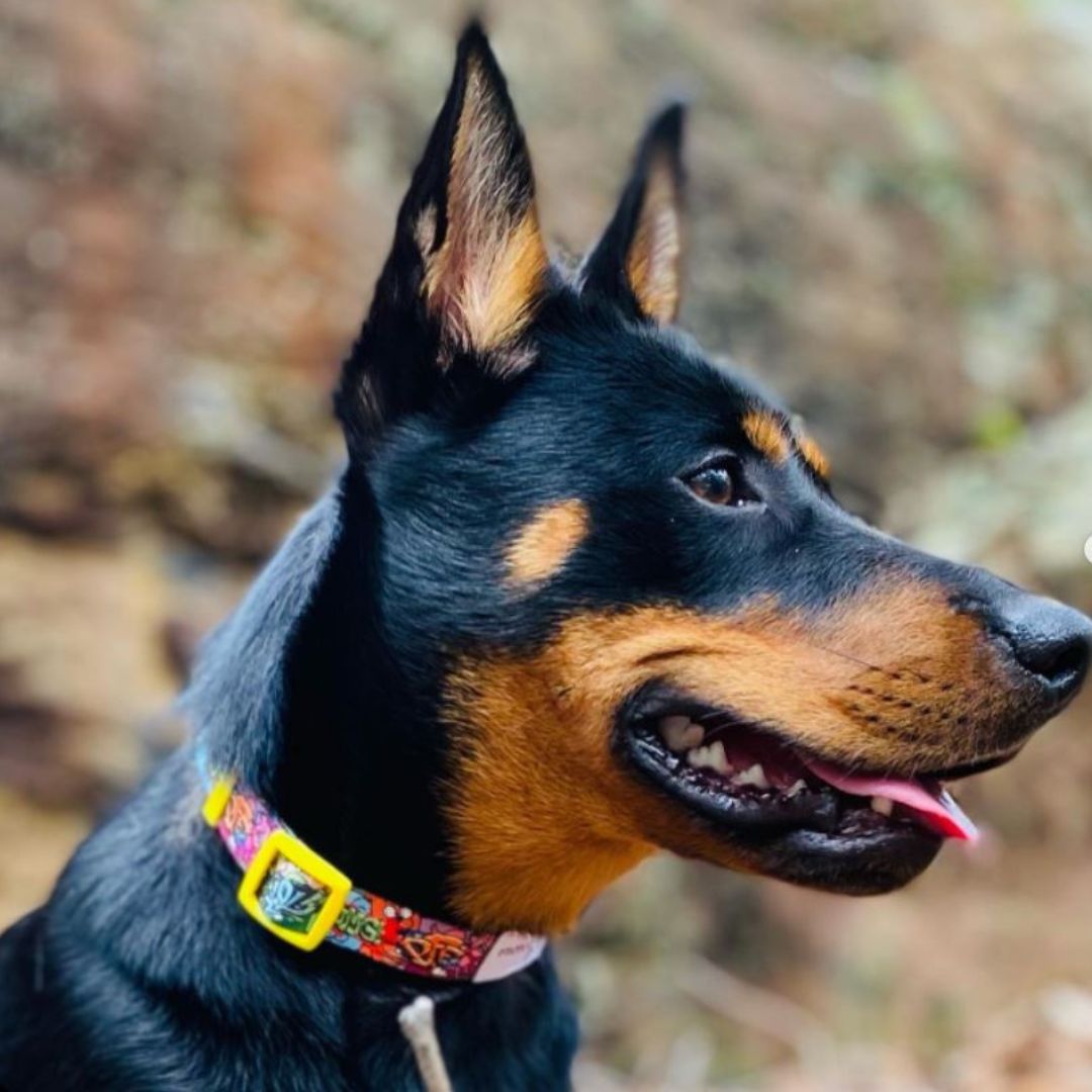 Eco Friendly Dog Collar "BFF" Made from Recycled Plastic