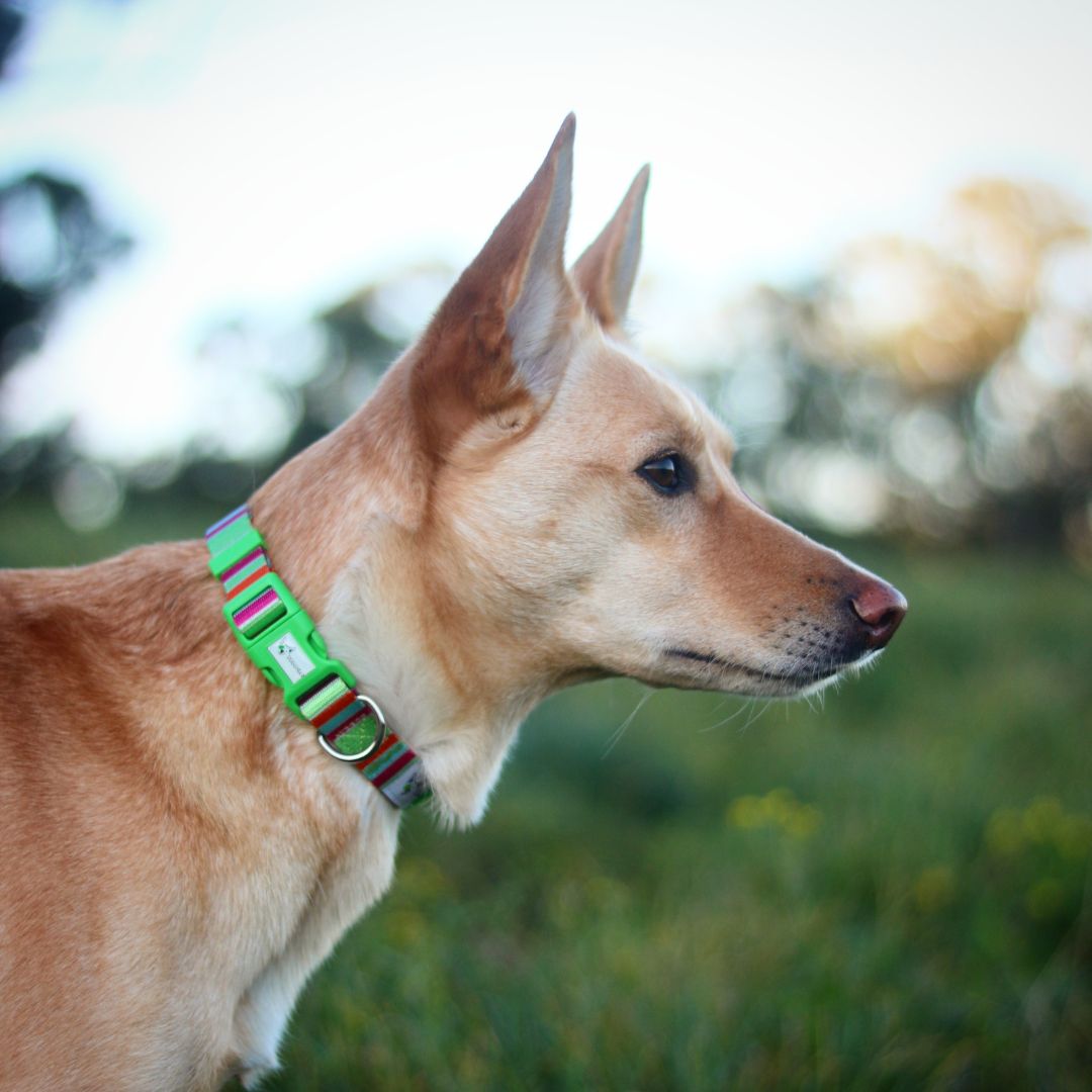 Eco Friendly Dog Collar ”Soda” Made from Recycled Plastic
