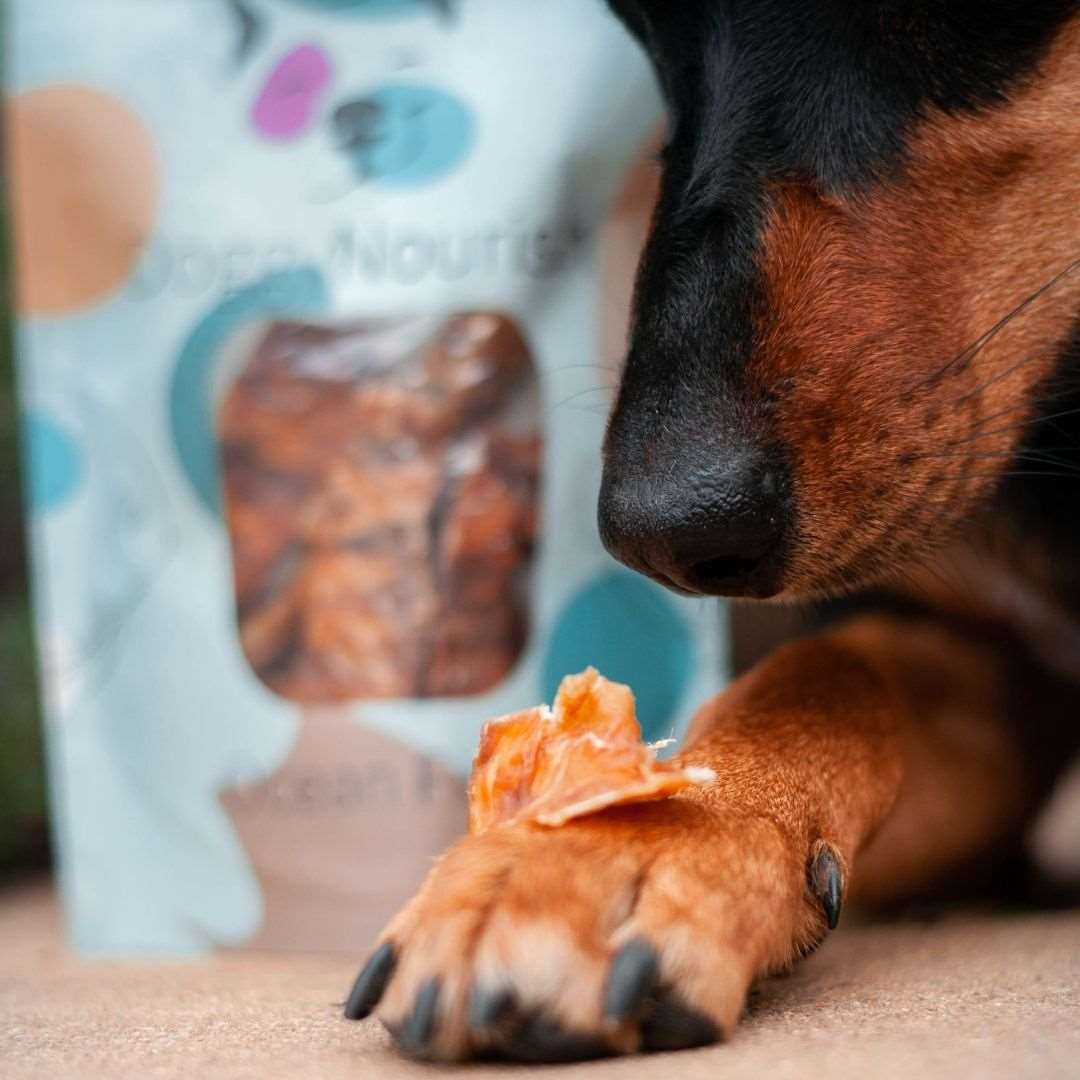 dog with natural dog food fish flavour Doggy Nourish