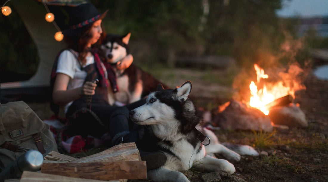 Autumn Camping Tips With Your Dog