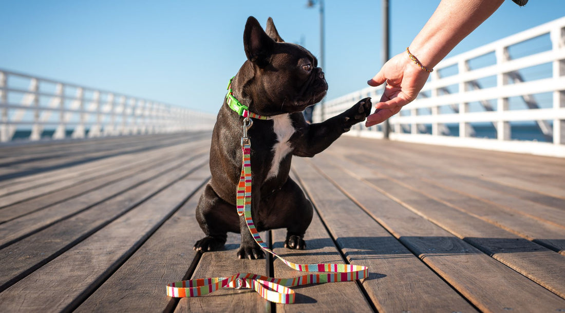 What Being an Eco Friendly Pet Brand Means To Us: The 3 P's