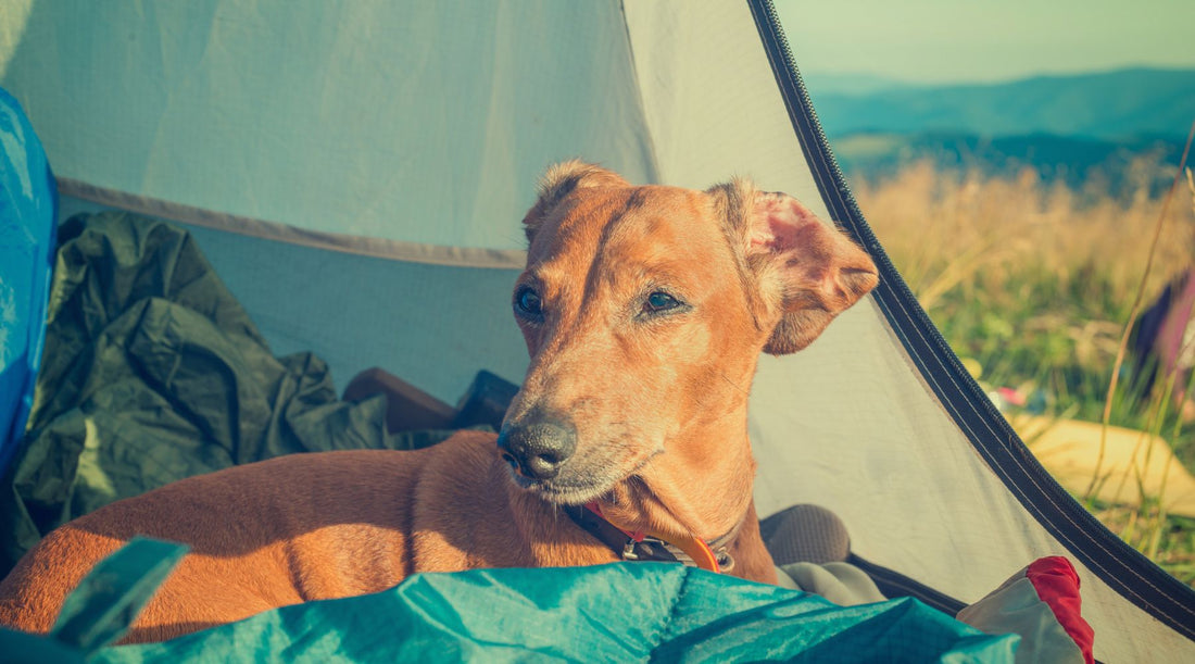 The Best Dog Friendly Camping Parks in Australia For Summer Adventures