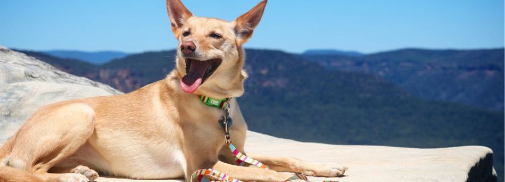 How to Create a Sustainable Routine for Your Dog