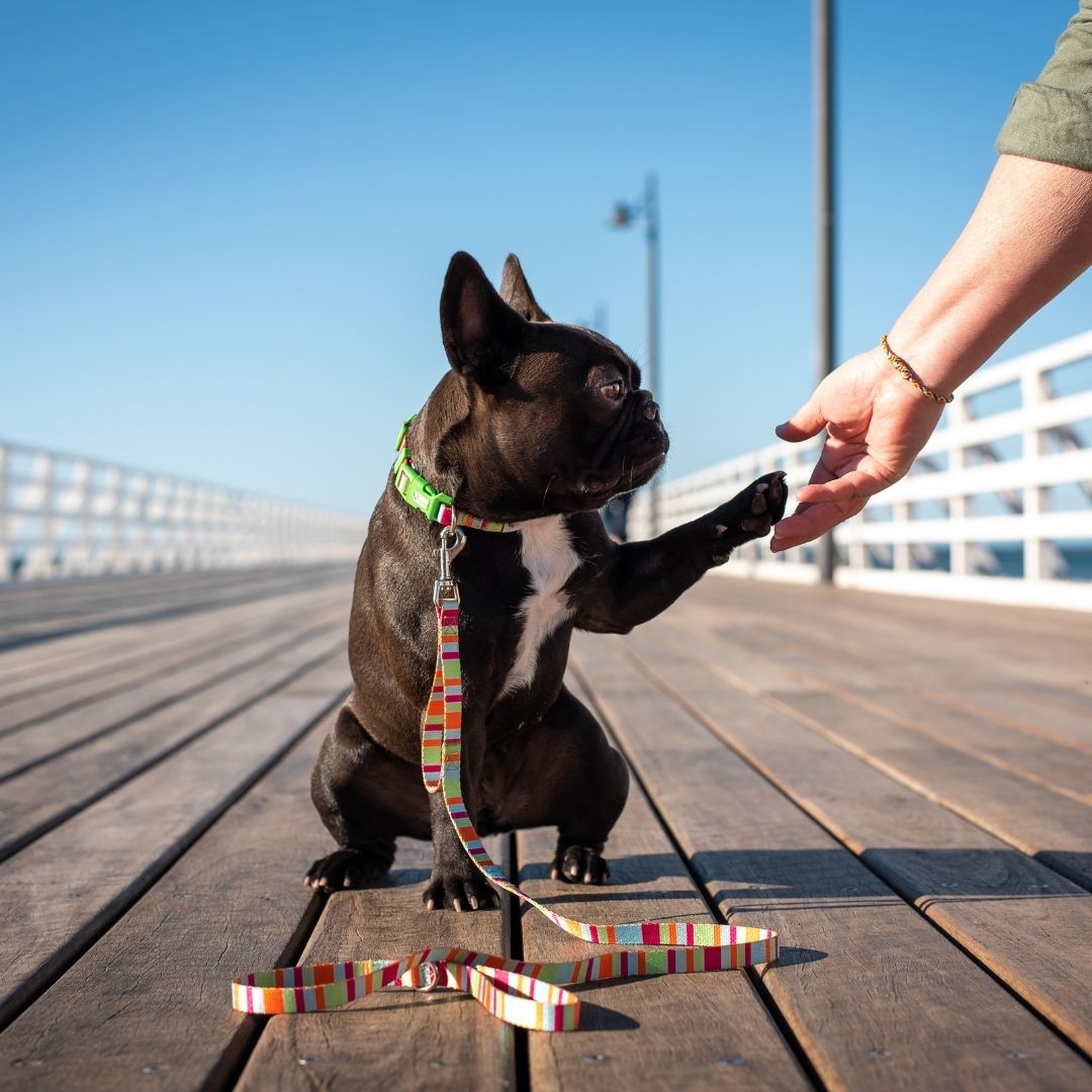 Eco Friendly Dog Collars