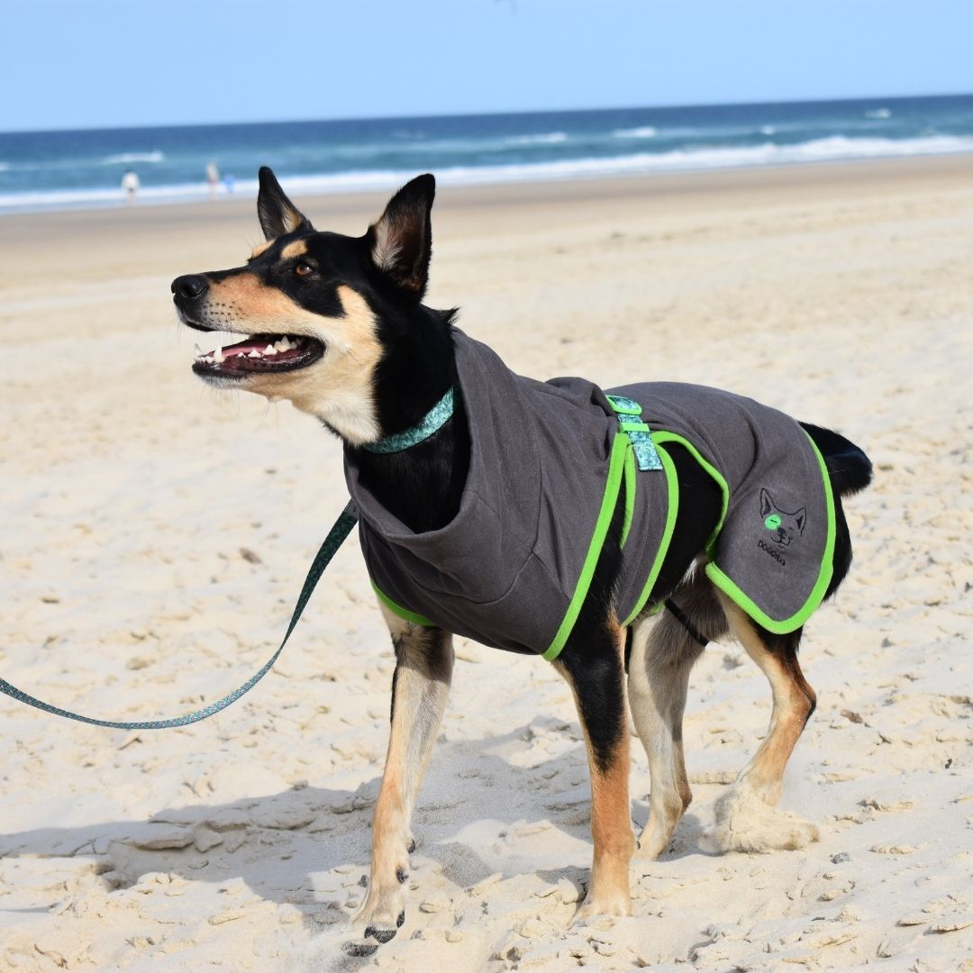 Eco Friendly Dog Accessories