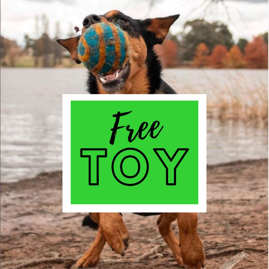 FREE Toy