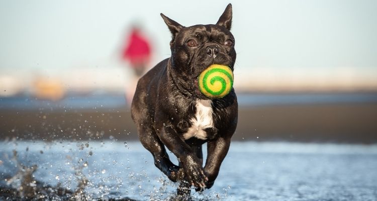 dog running in water with ball in mouth