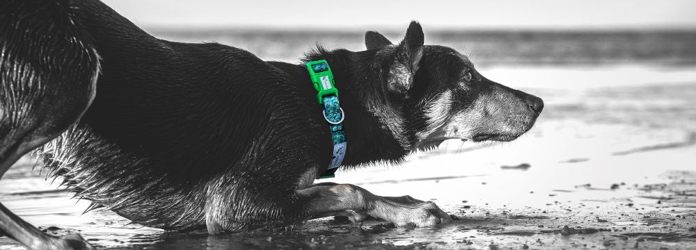 Sustainable outlet dog leash