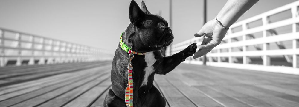 Sustainable dog harness on sale