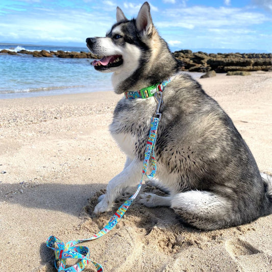 Eco Friendly Dog Collar "Bondi" Made From Recycled Plastic