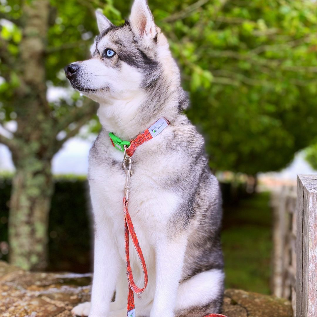 Eco Friendly Dog Leash "Outback" Made from Recycled Plastic