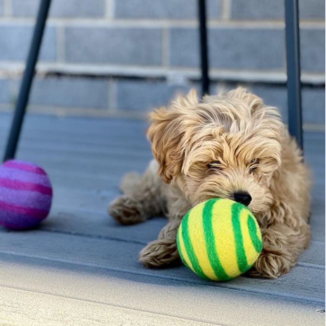 Eco Ball Woollen Dog Ball "Pink and Purple Swirl"