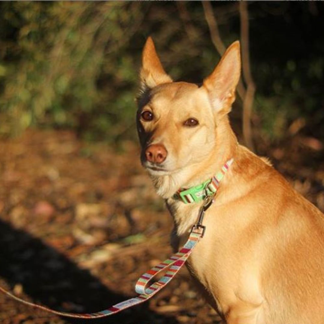 Eco Friendly Dog Leash "Soda" Made from Recycled Plastic