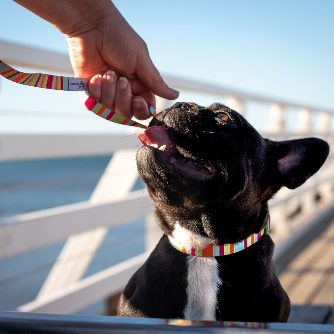 Eco Friendly Dog Leash "Soda" Made from Recycled Plastic