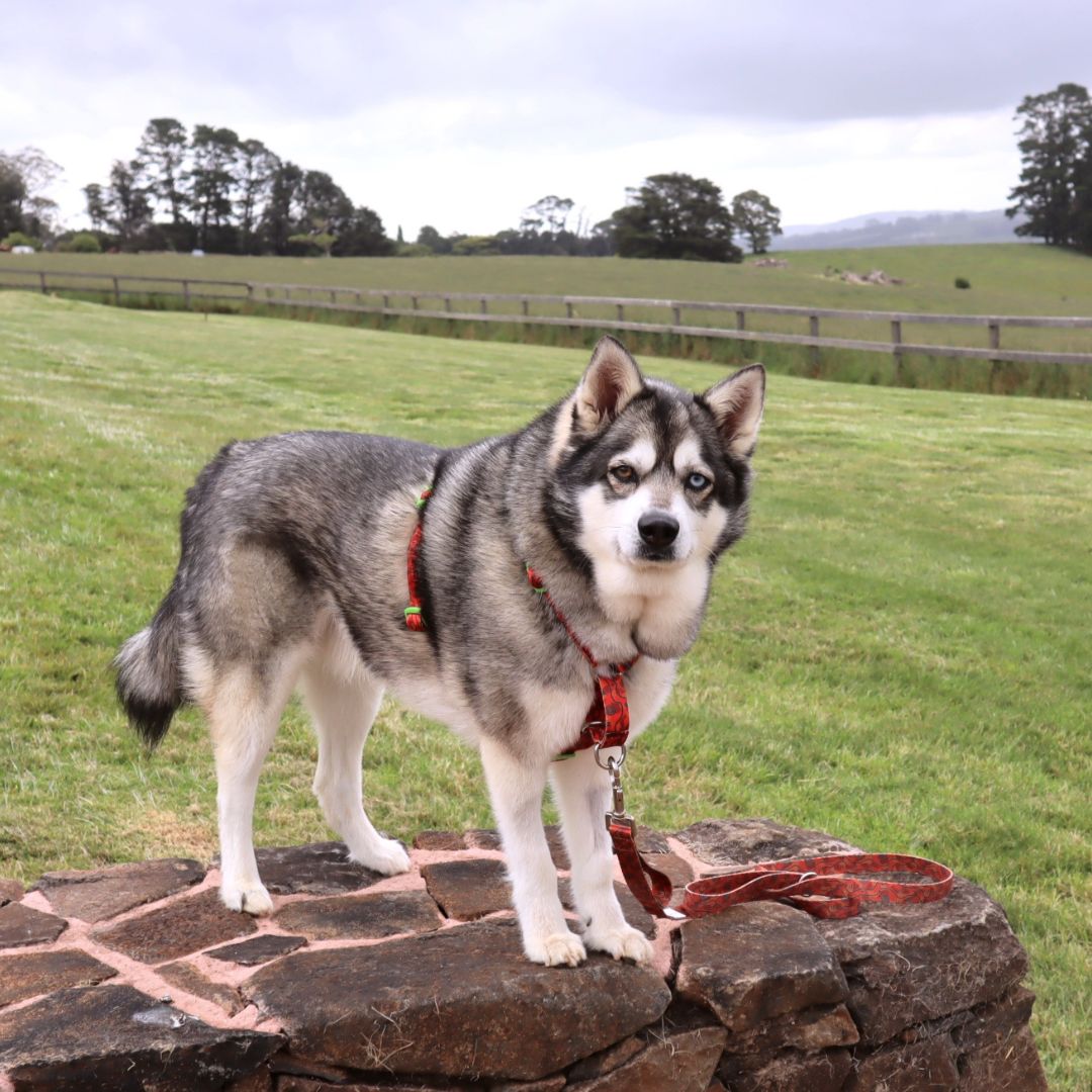 Recycled Dog Adventure Harness "Outback"