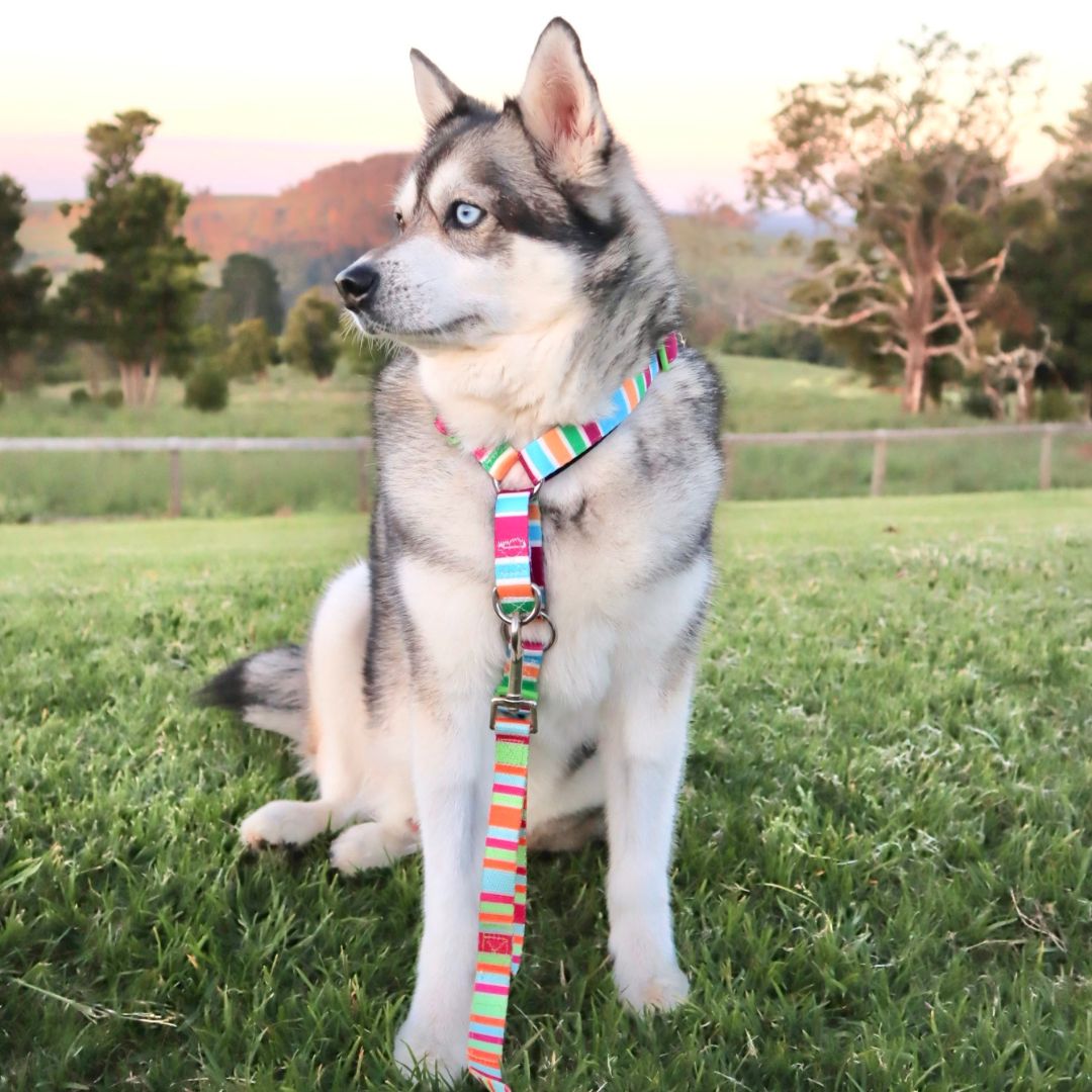 Recycled Dog Adventure Harness "Grampians"