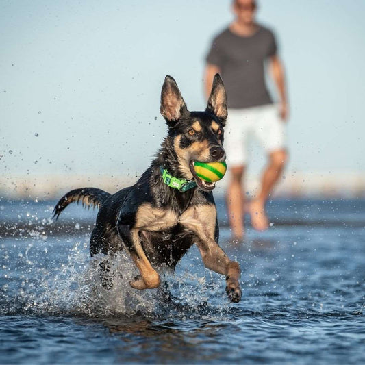 dog running in water with ball
