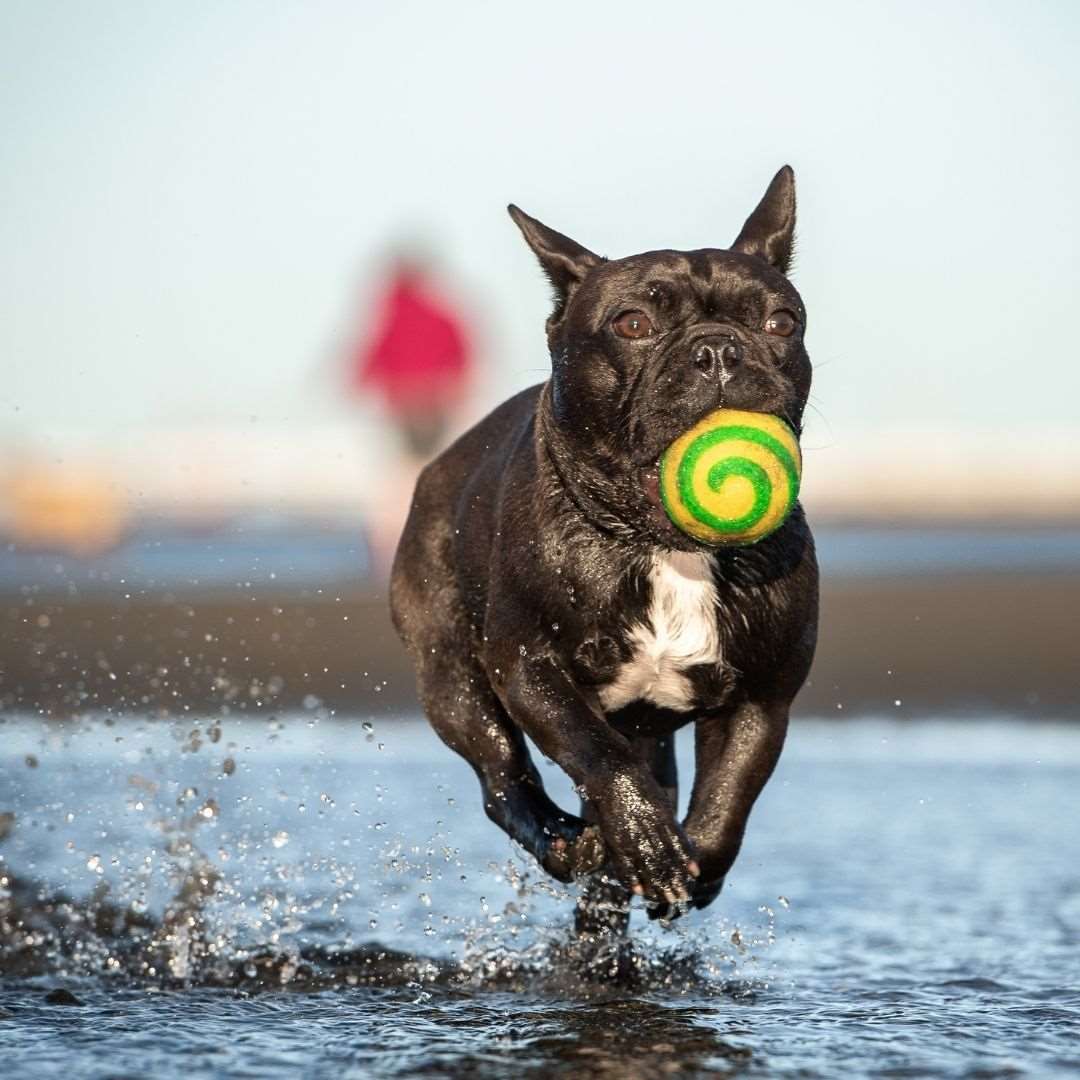dog playing at beach with ball eco friendly dog toy