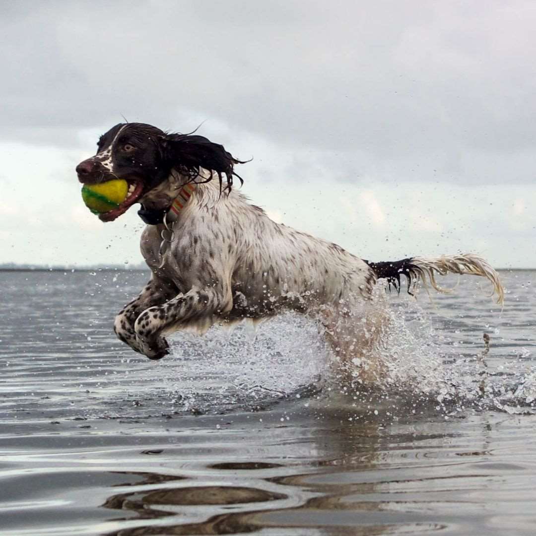 dog playing with Doggy Eco ball in water