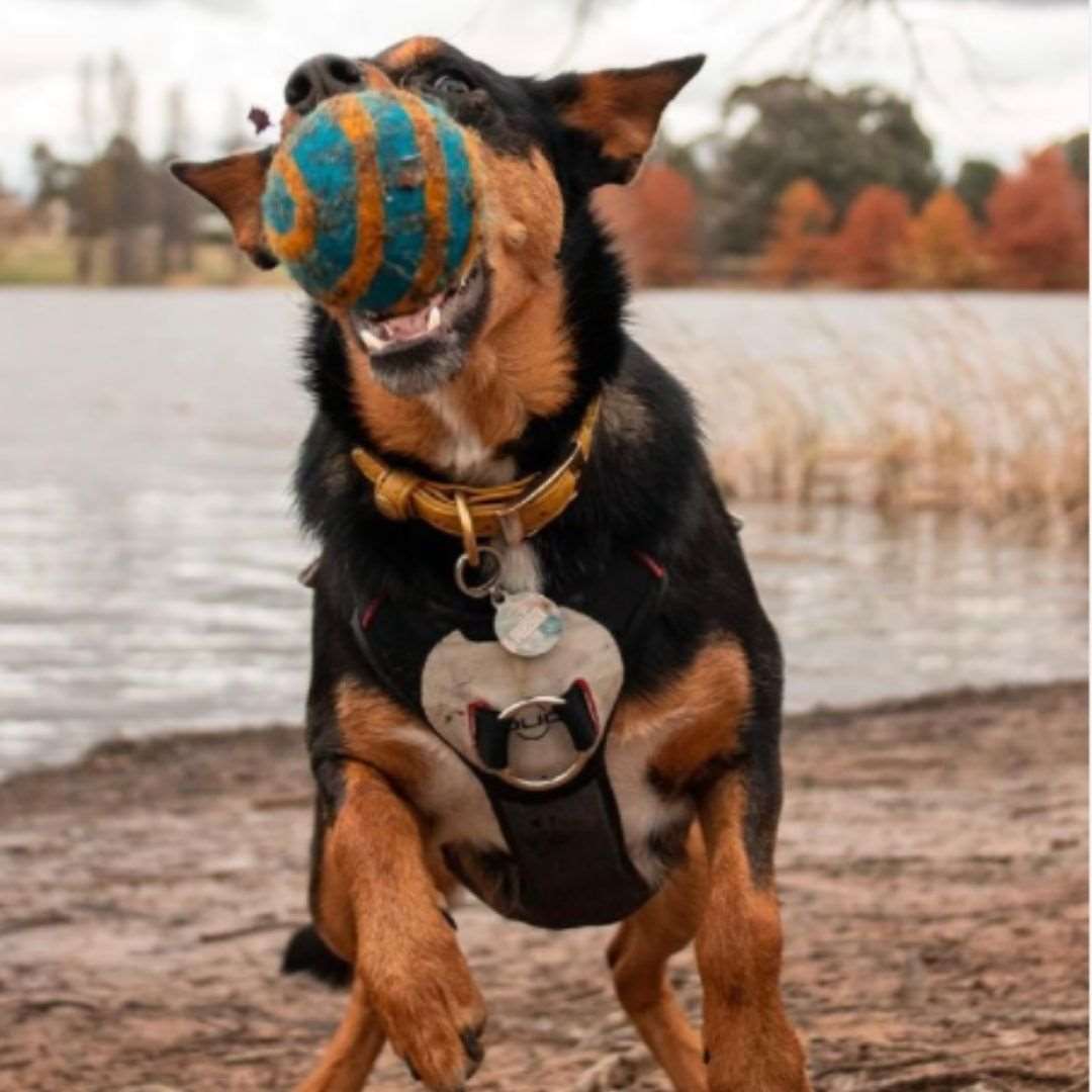 dog catching ball Doggy Eco wool ball