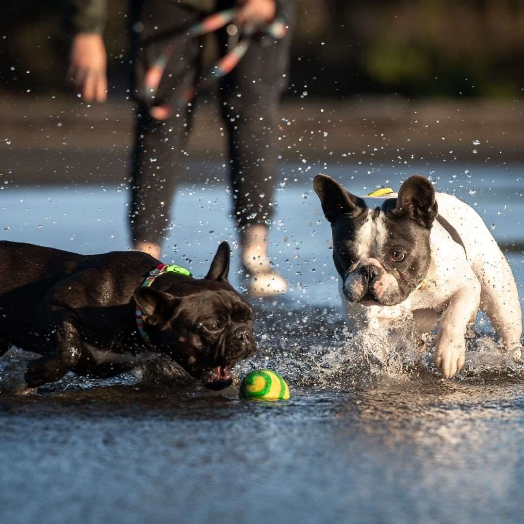 dogs playing in water with eco friendly dog ball