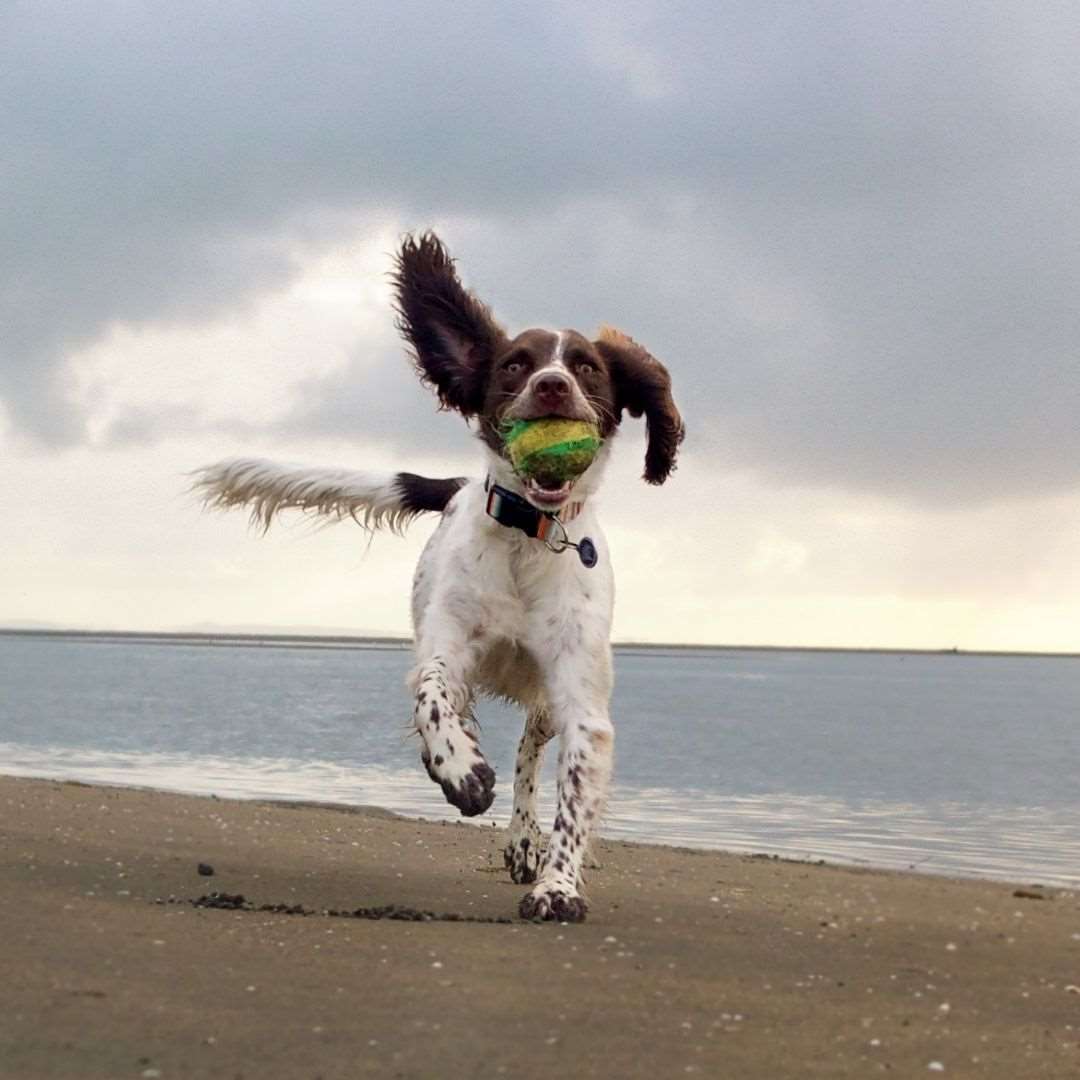 Dog running on beach with Doggy Eco eco friendly dog ball