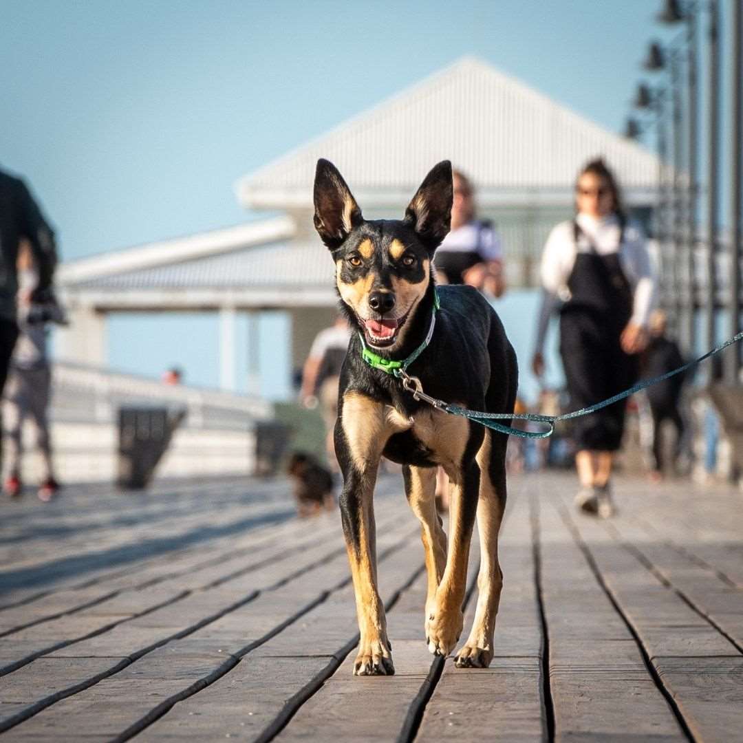 dog wearing Doggy Eco dog leash bright colours made from recycled plastic bottles