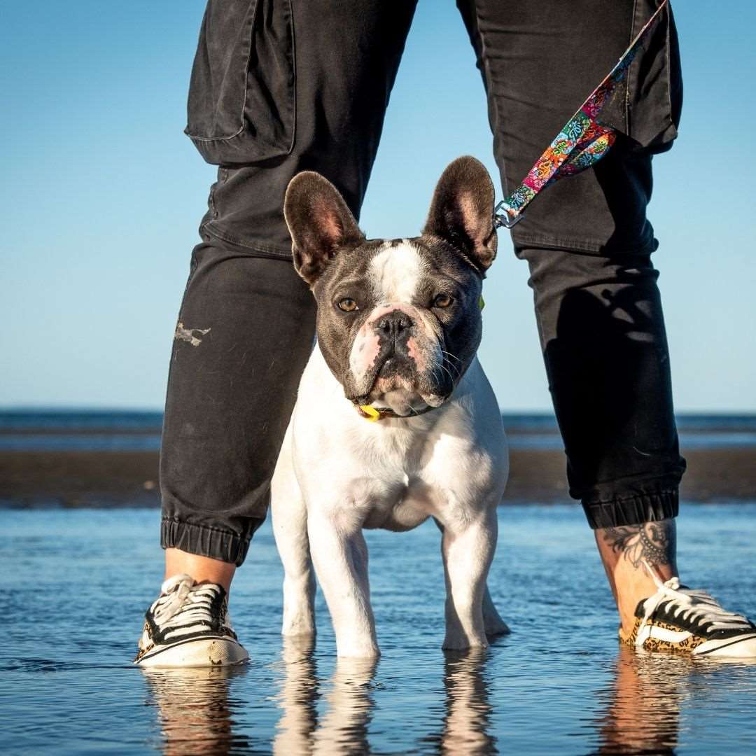 dog wearing Doggy Eco dog collar bright colours made from recycled plastic bottles