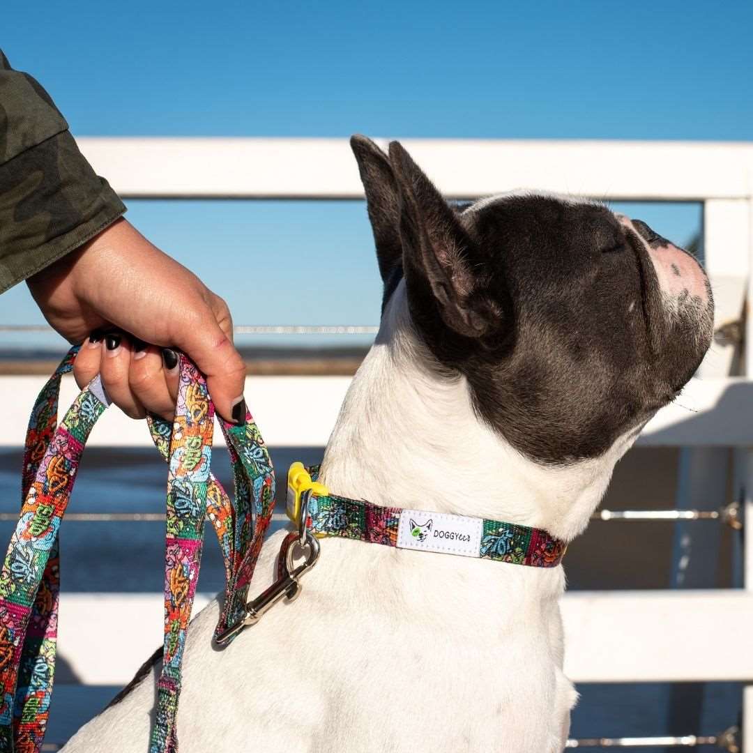 dog wearing Doggy Eco dog collar bright colours made from recycled plastic bottles