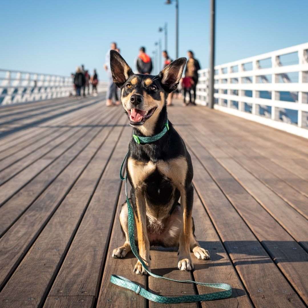 dog wearing Doggy Eco dog leash bright colours made from recycled plastic bottles