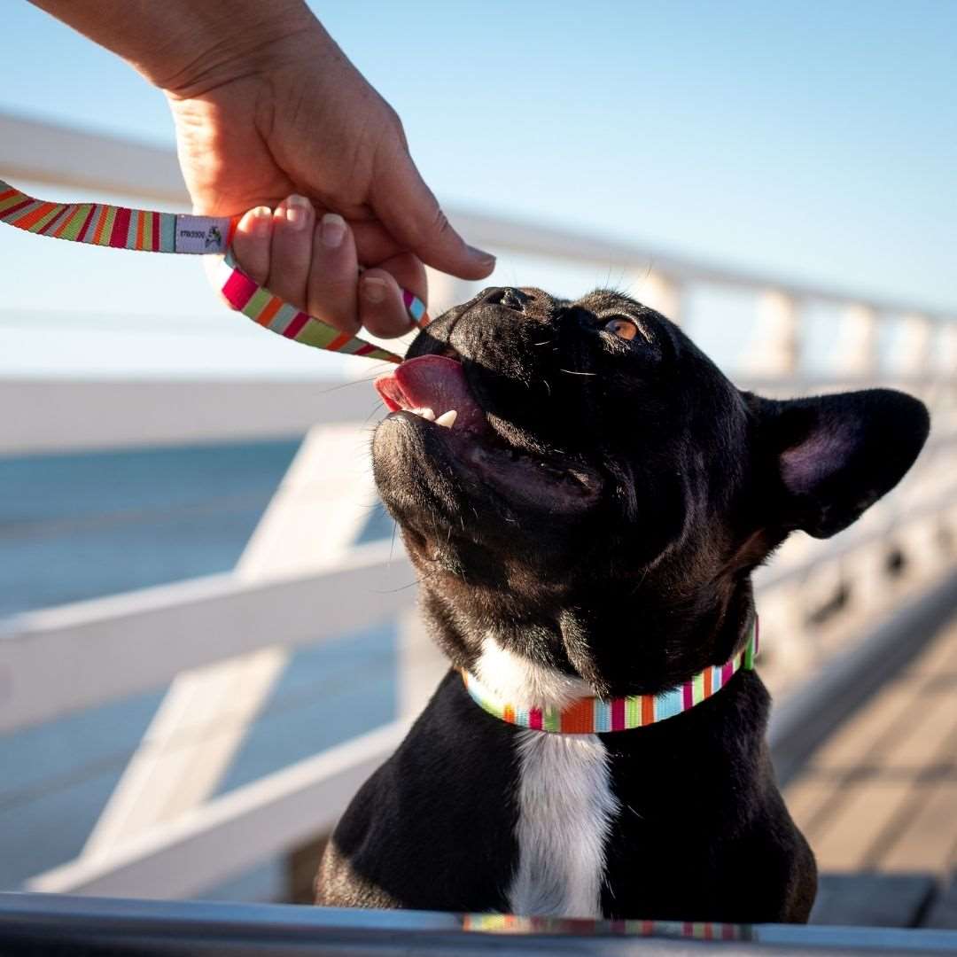 Dog wearing Doggy Eco dog collar bright colours made from recycled plastic bottles