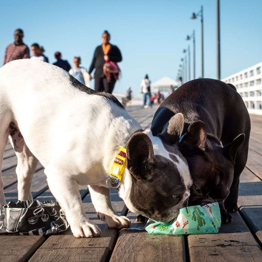 dogs drinking from portable dog travel bowl