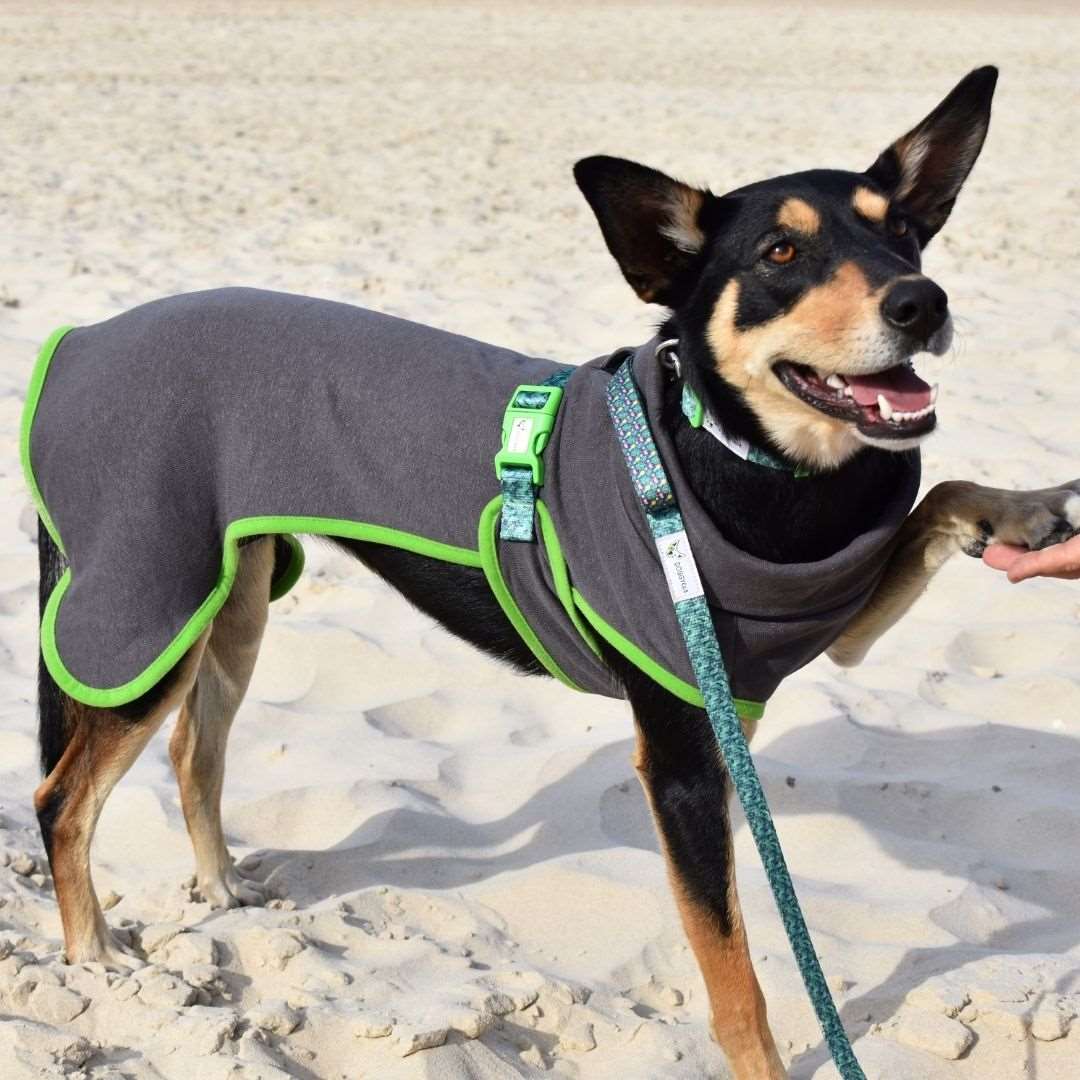 dog on beach wearing Doggy Eco hemp dog robe