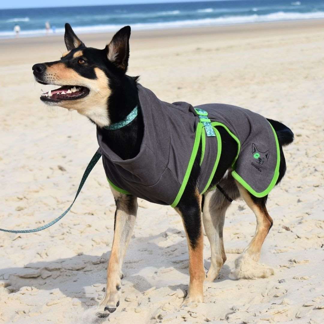 dog at beach wearing eco friendly dog robe