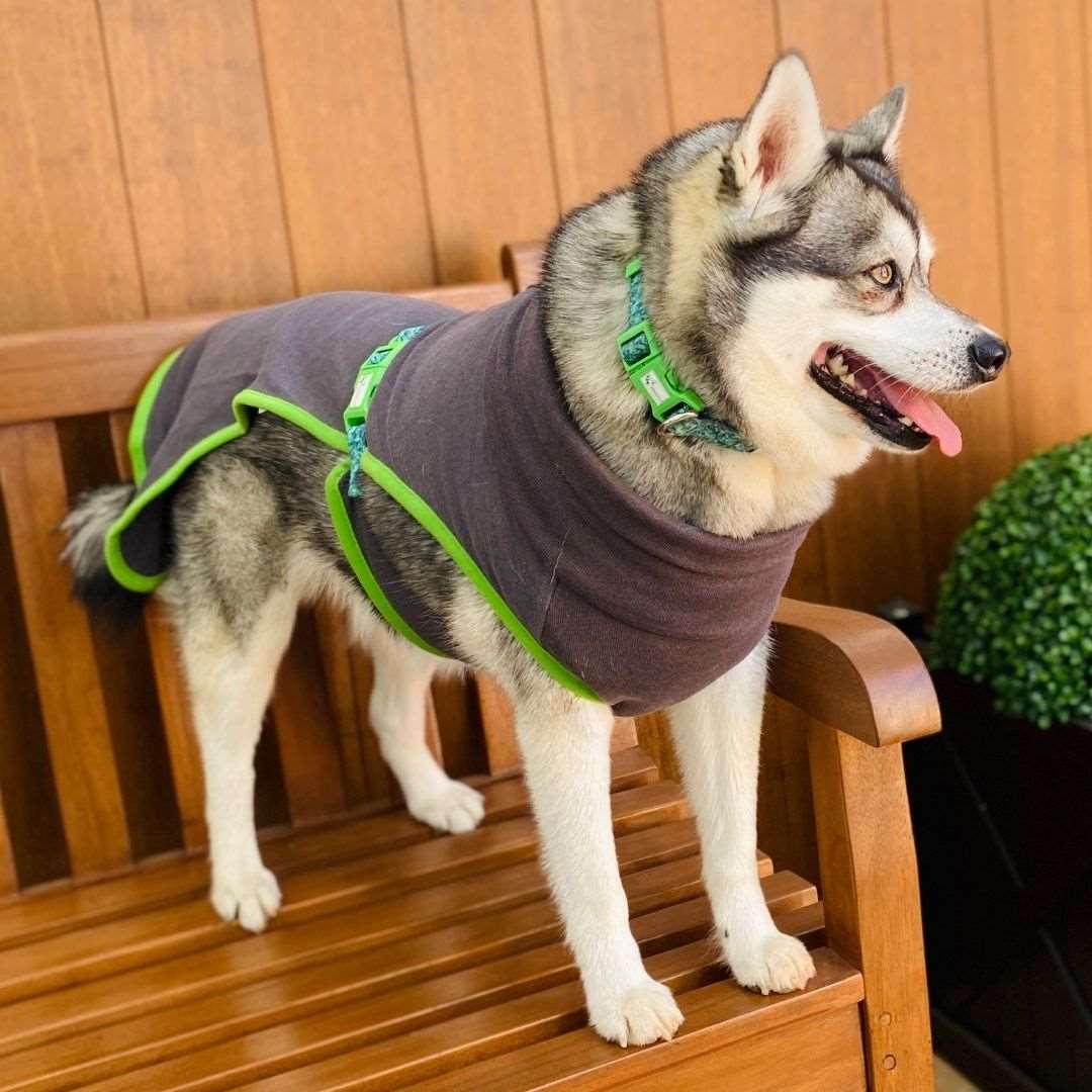 Dog standing on bench wearing Doggy Eco dog robe